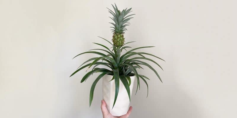 pineapple-plant-featured