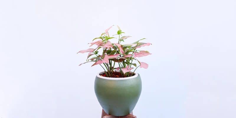 pink-syngonium-featured-02