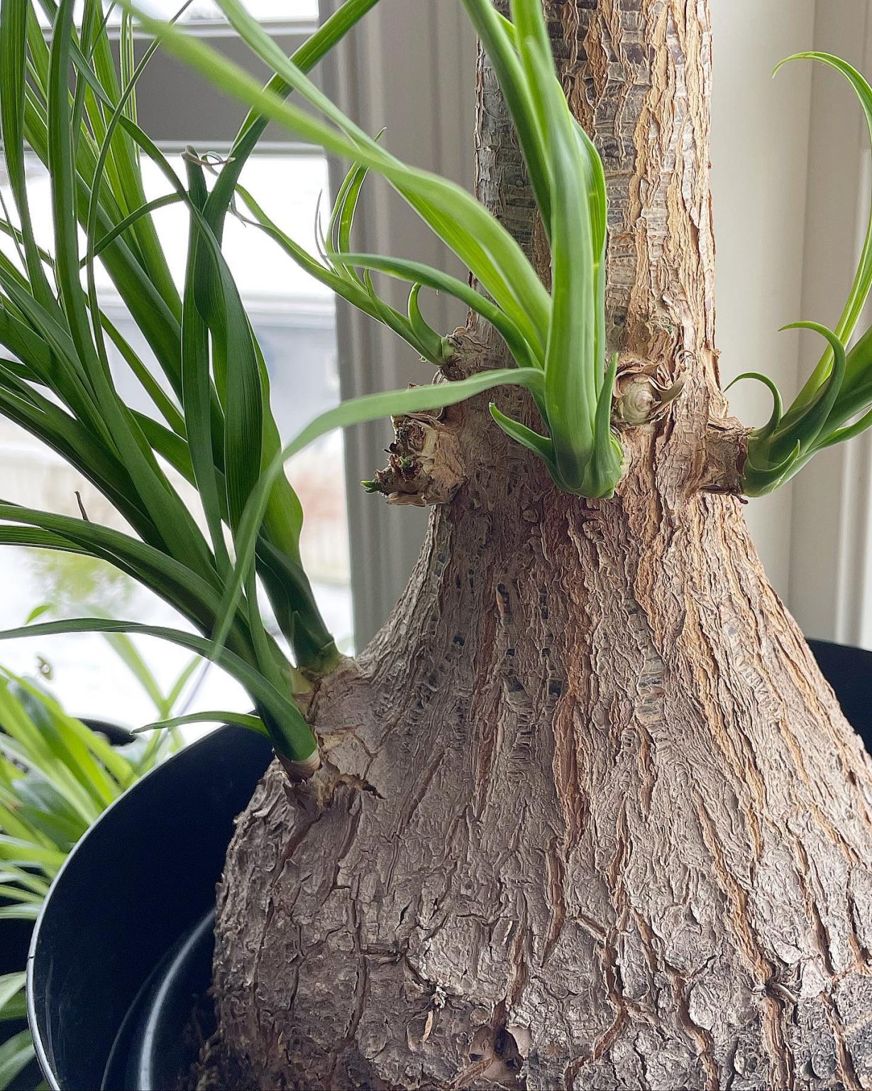 Ponytail Palm Plant Care and Growing Guide Plantcarefully