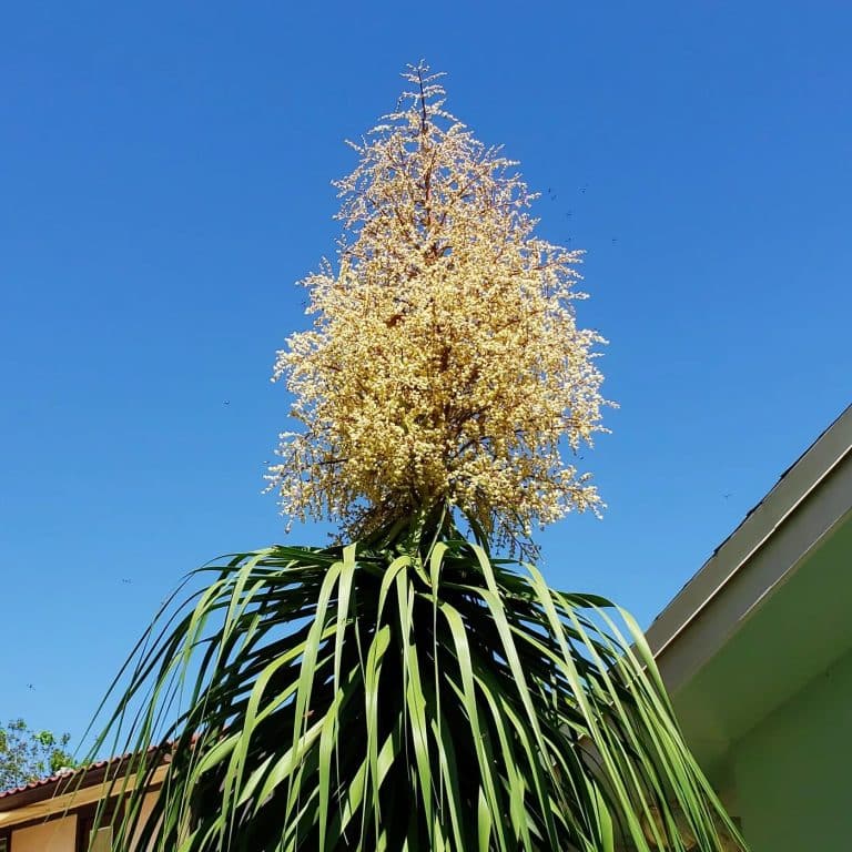 Ponytail Palm Plant Care and Growing Guide Plantcarefully