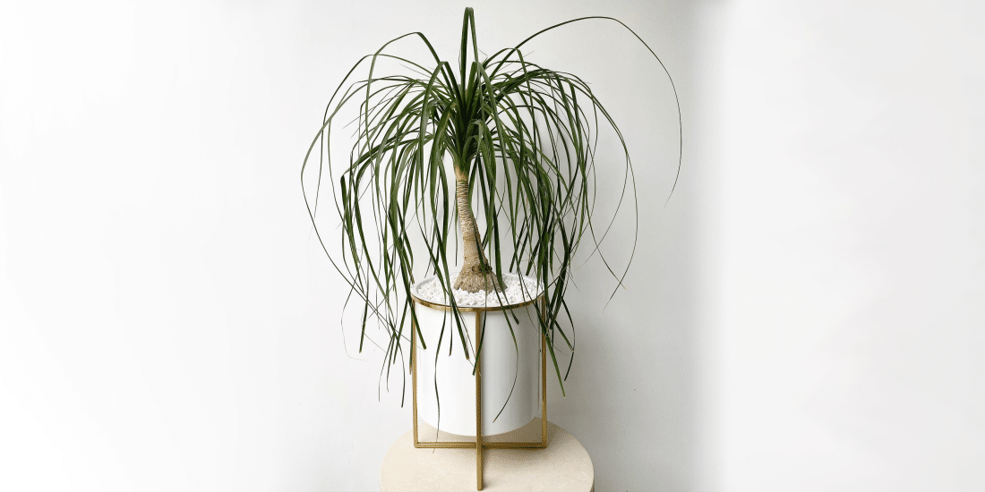 ponytail-palm-featured