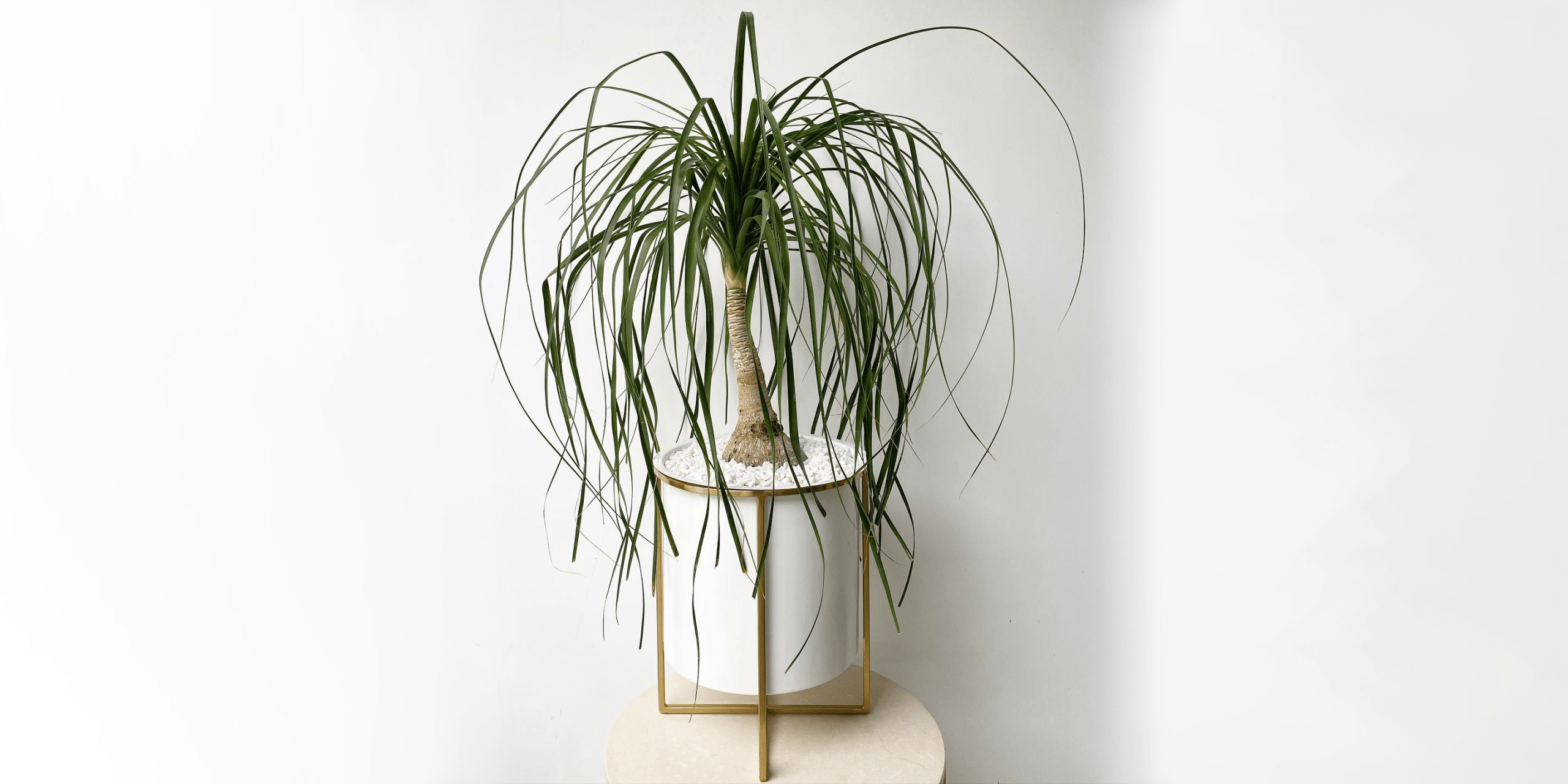 Ponytail Palm Plant Care and Growing Guide Plantcarefully