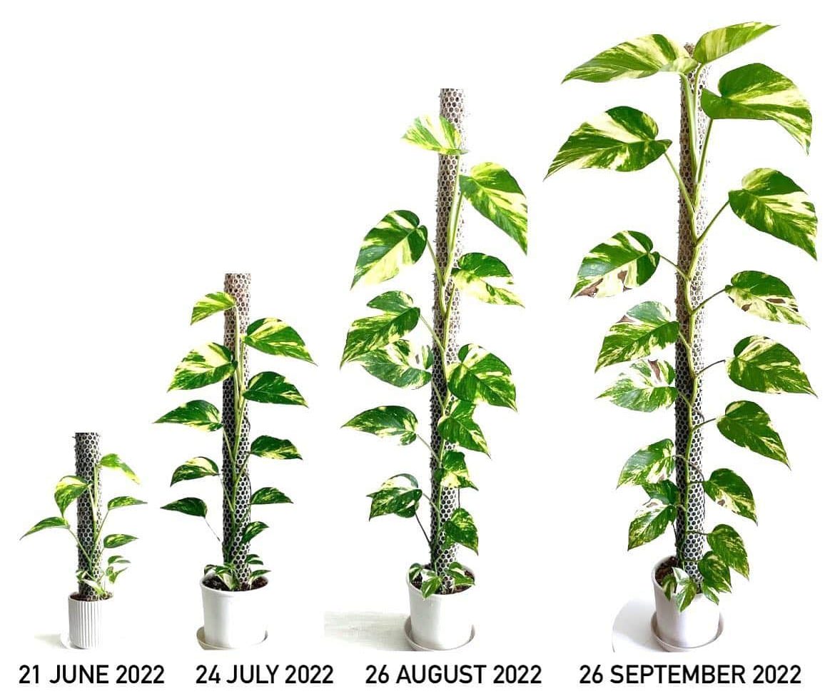 Pothos Plant Care & How to Grow Plantcarefully