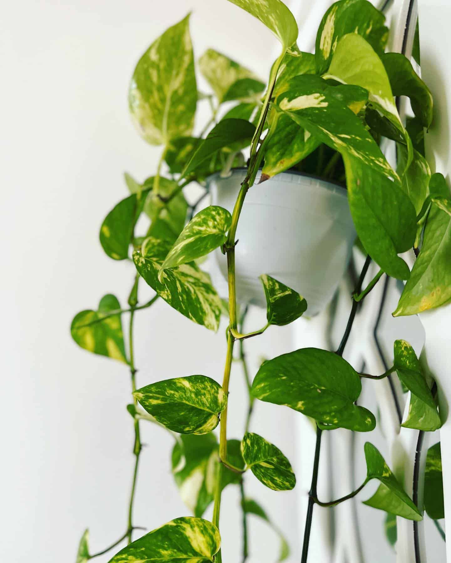 Pothos Plant Care & How to Grow Plantcarefully