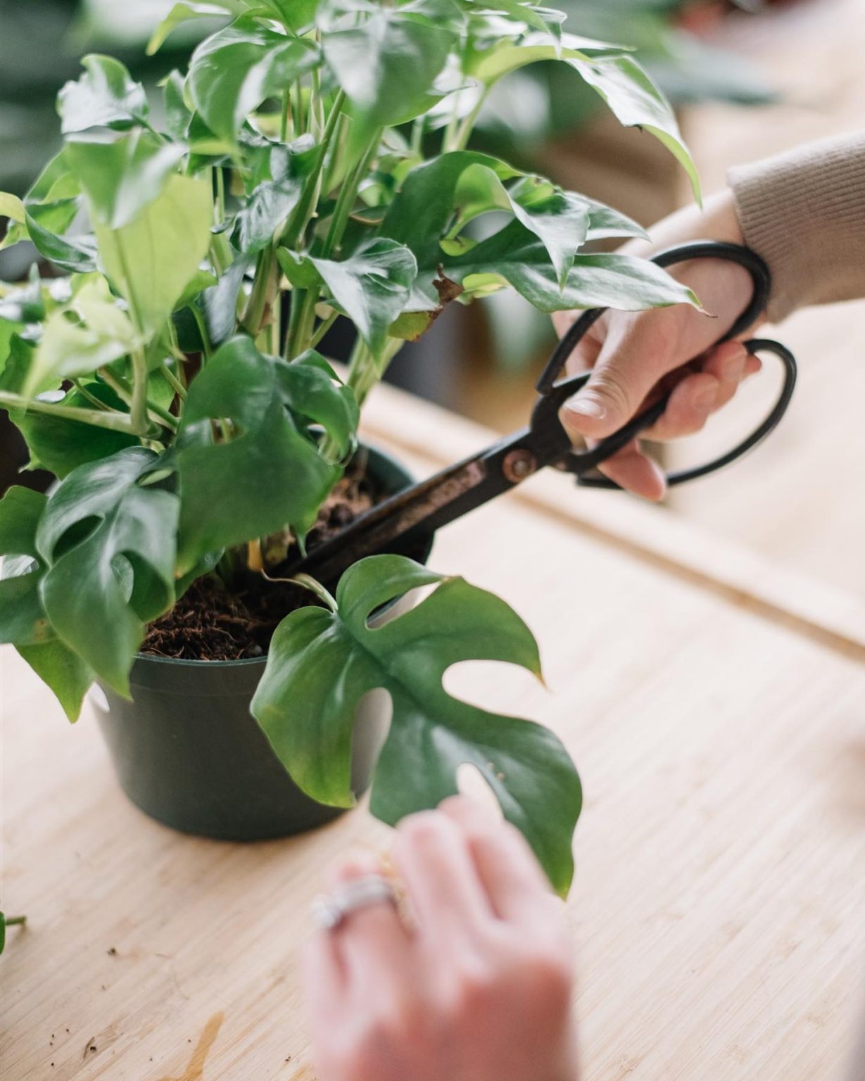 Indoor Plant Care Guide 21+ Tips for Beginners From Experts