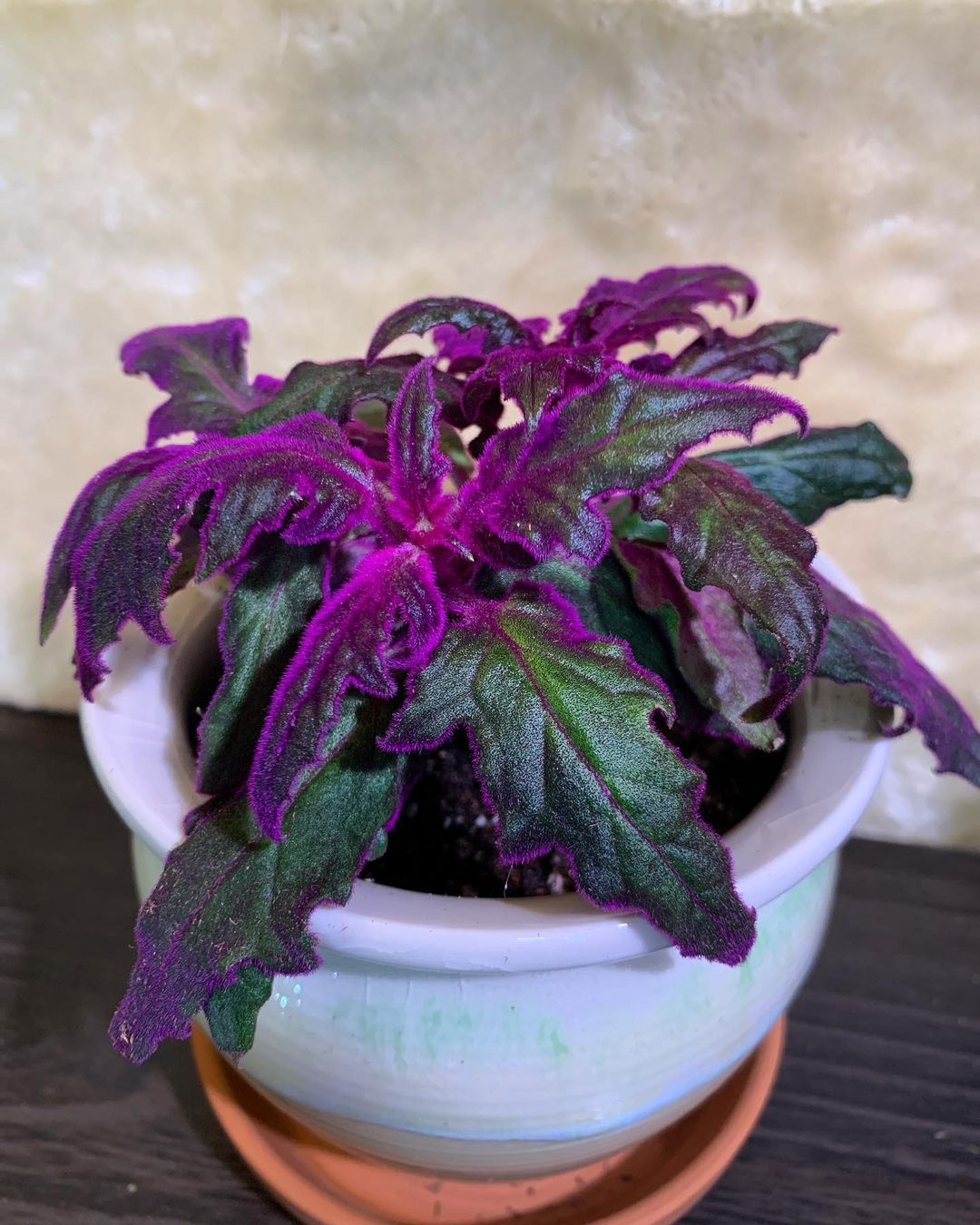 Purple Passion Plant Care and Growing Guide Plantcarefully