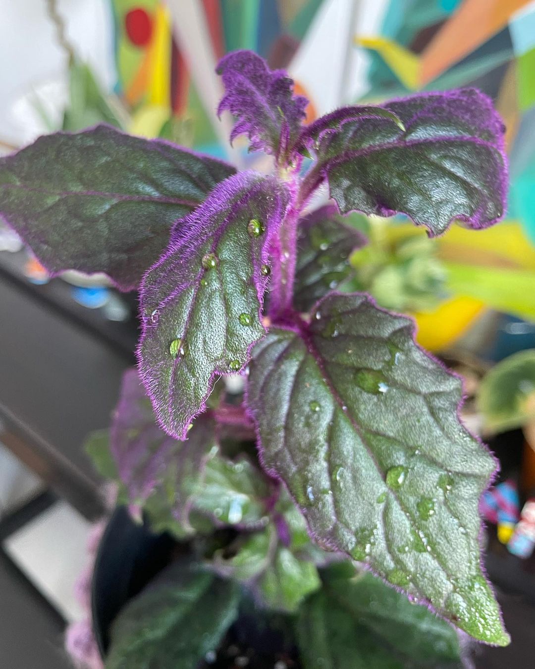 Purple Passion Plant Care and Growing Guide Plantcarefully