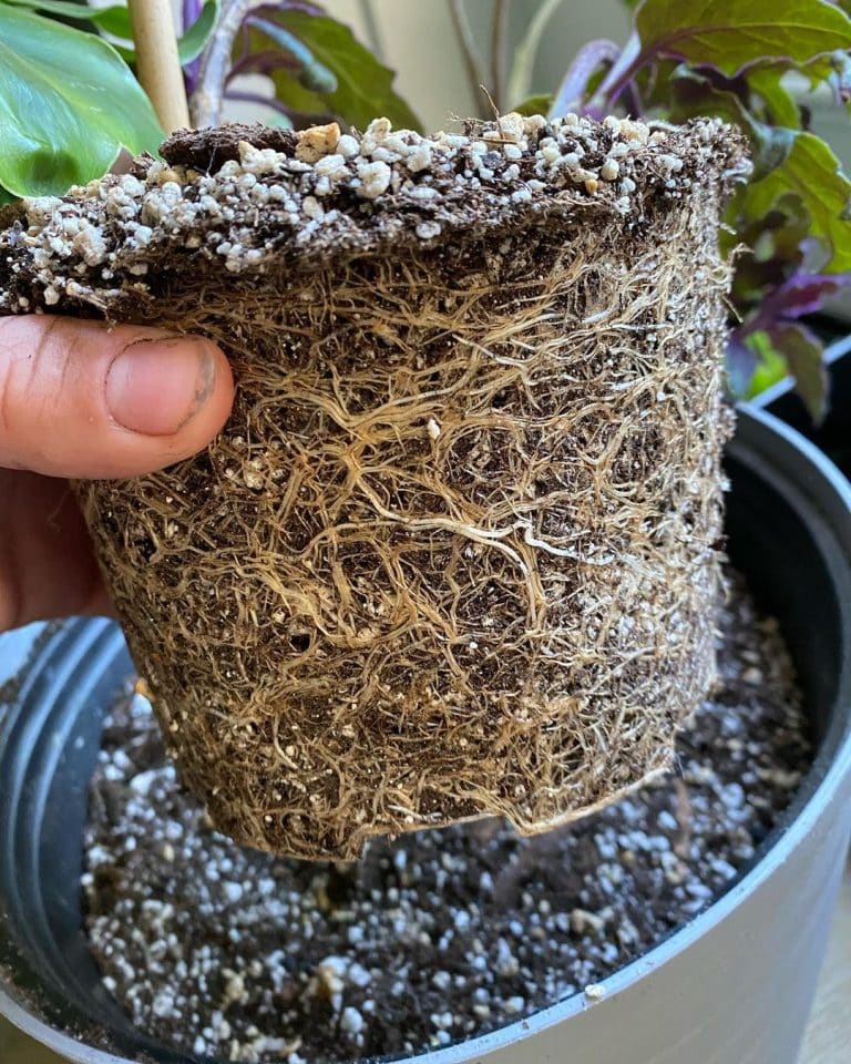 Purple Passion Plant Care and Growing Guide Plantcarefully