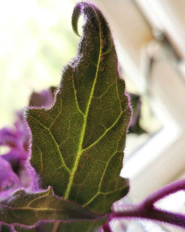 Purple Passion Plant Care and Growing Guide Plantcarefully