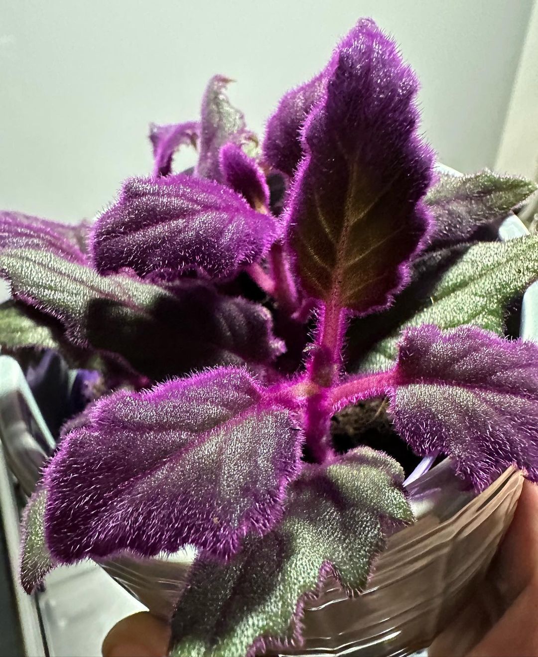 Purple Passion Plant Care and Growing Guide Plantcarefully