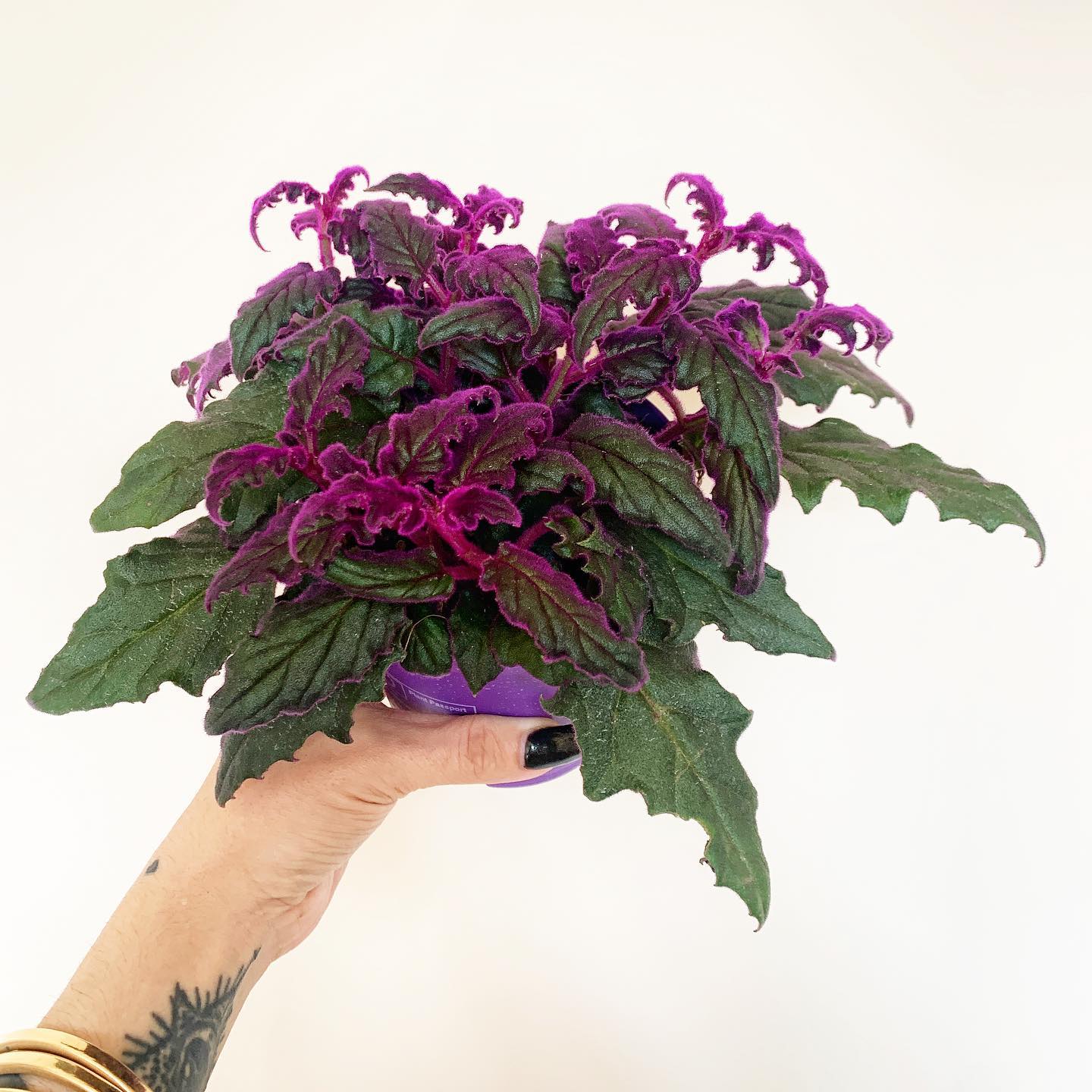 Purple Passion Plant Care and Growing Guide Plantcarefully