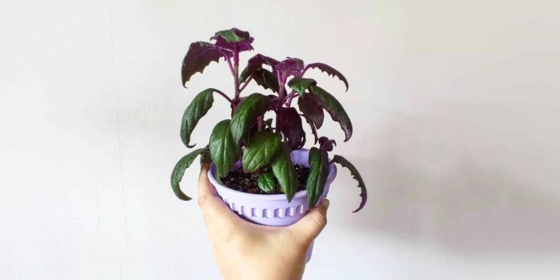 purple-velvet-plant-featured-05