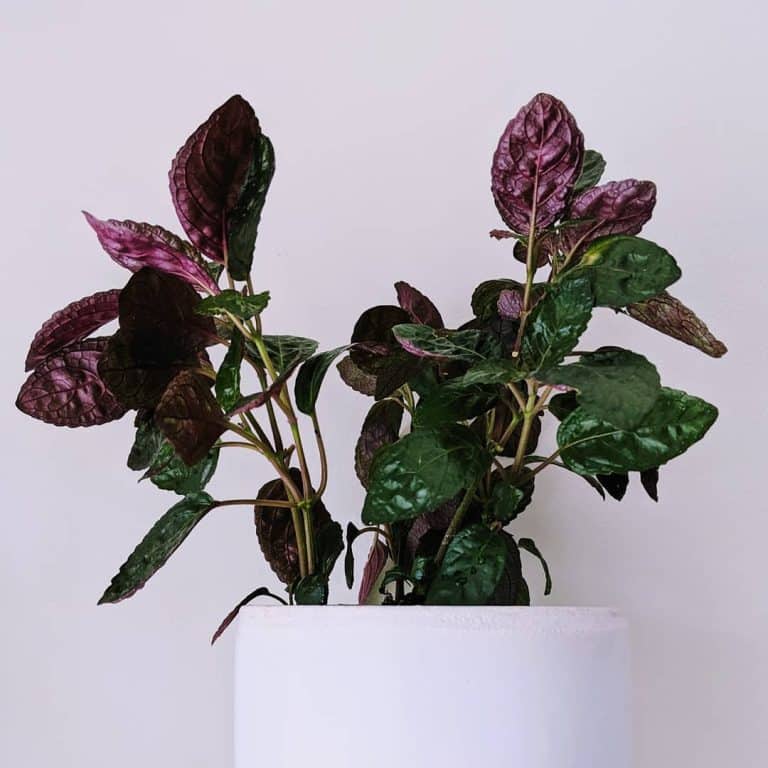 Terrific Purple Waffle Plant Care Pictures