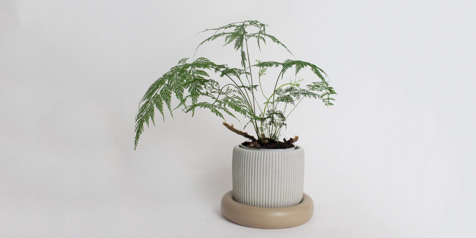 Rabbit's Foot Fern Care and Growing Guide Plantcarefully