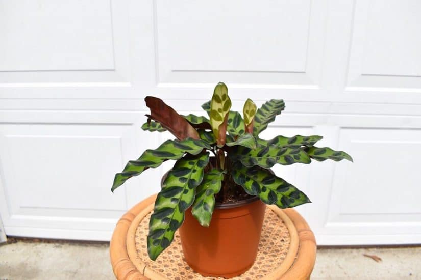 Rattlesnake Plant Care and Growing Guide | Plantcarefully