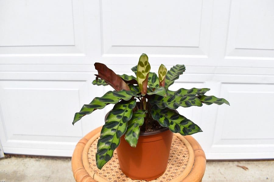 Rattlesnake Plant Care and Growing Guide | Plantcarefully