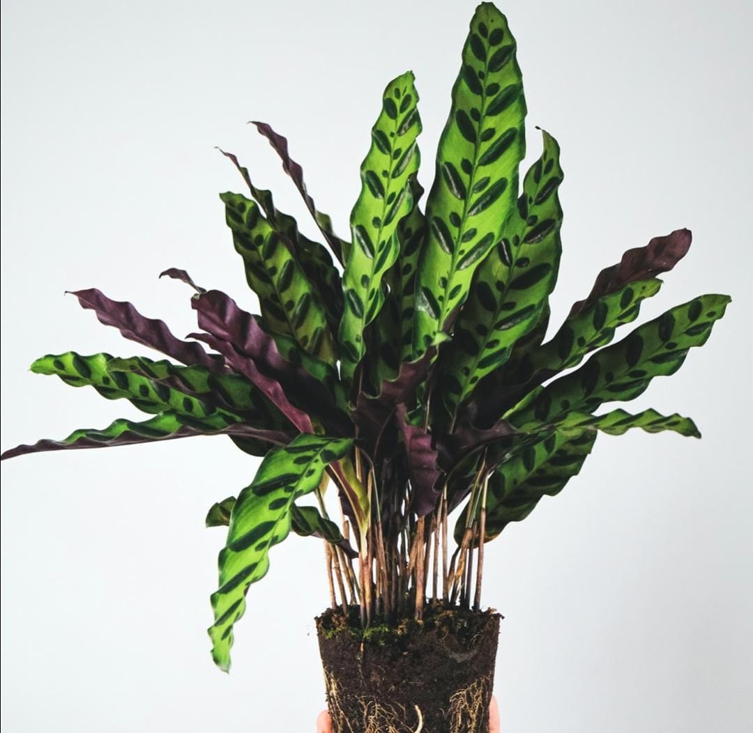 Rattlesnake Plant Care and Growing Guide Plantcarefully