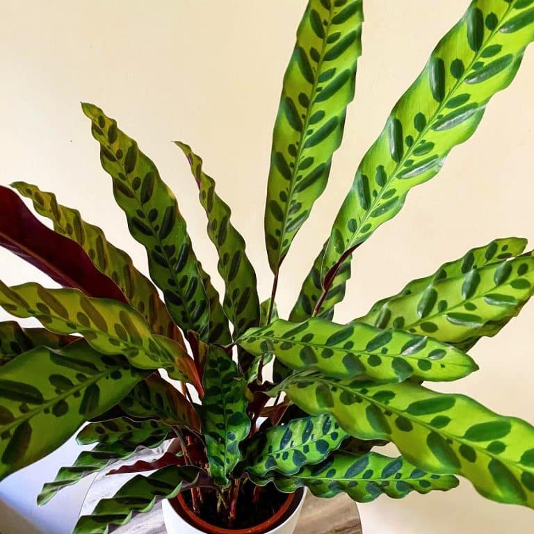 Rattlesnake Plant Care and Growing Guide | Plantcarefully