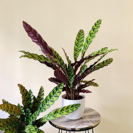 Rattlesnake Plant Care and Growing Guide | Plantcarefully
