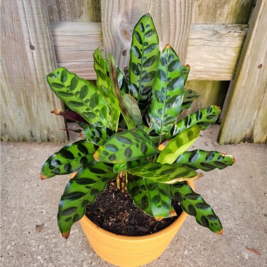 Rattlesnake Plant Care and Growing Guide | Plantcarefully