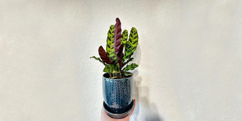 rattlesnake-plant-featured