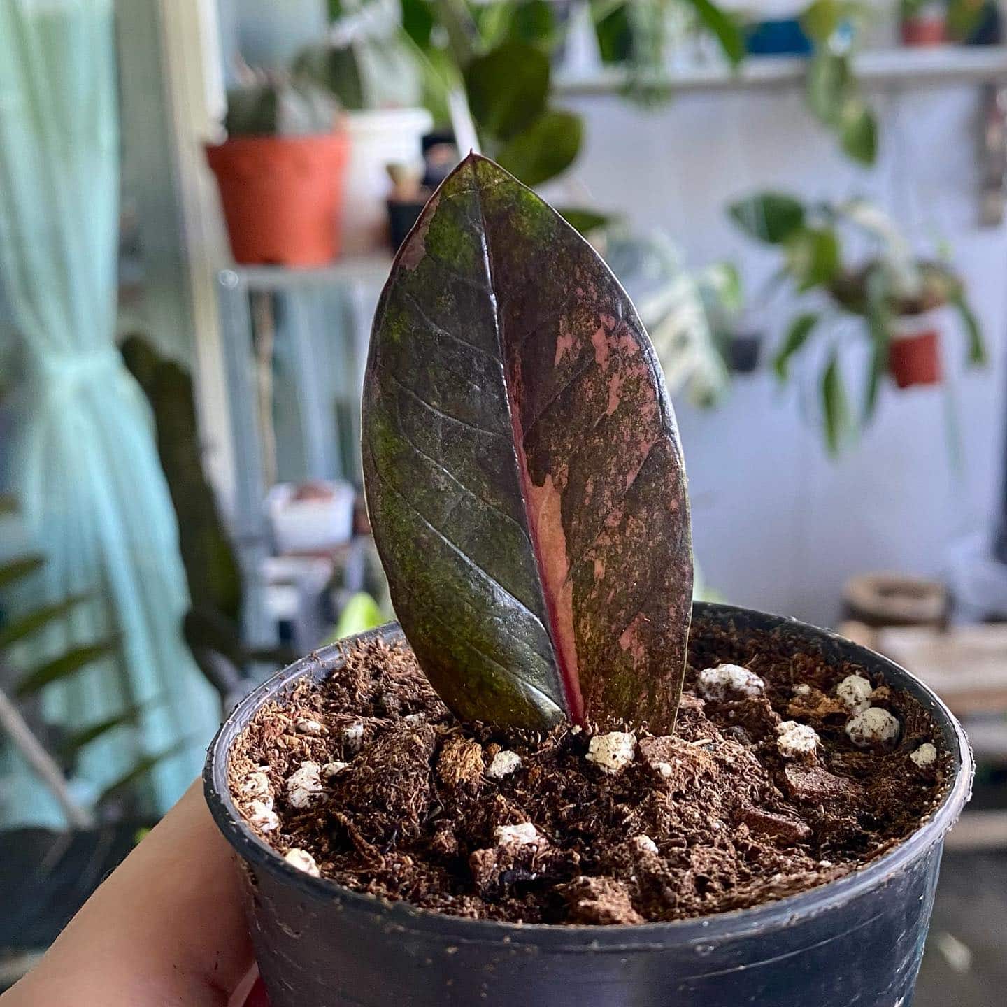 Raven ZZ Plant Care and Growing Tips! Plantcarefully