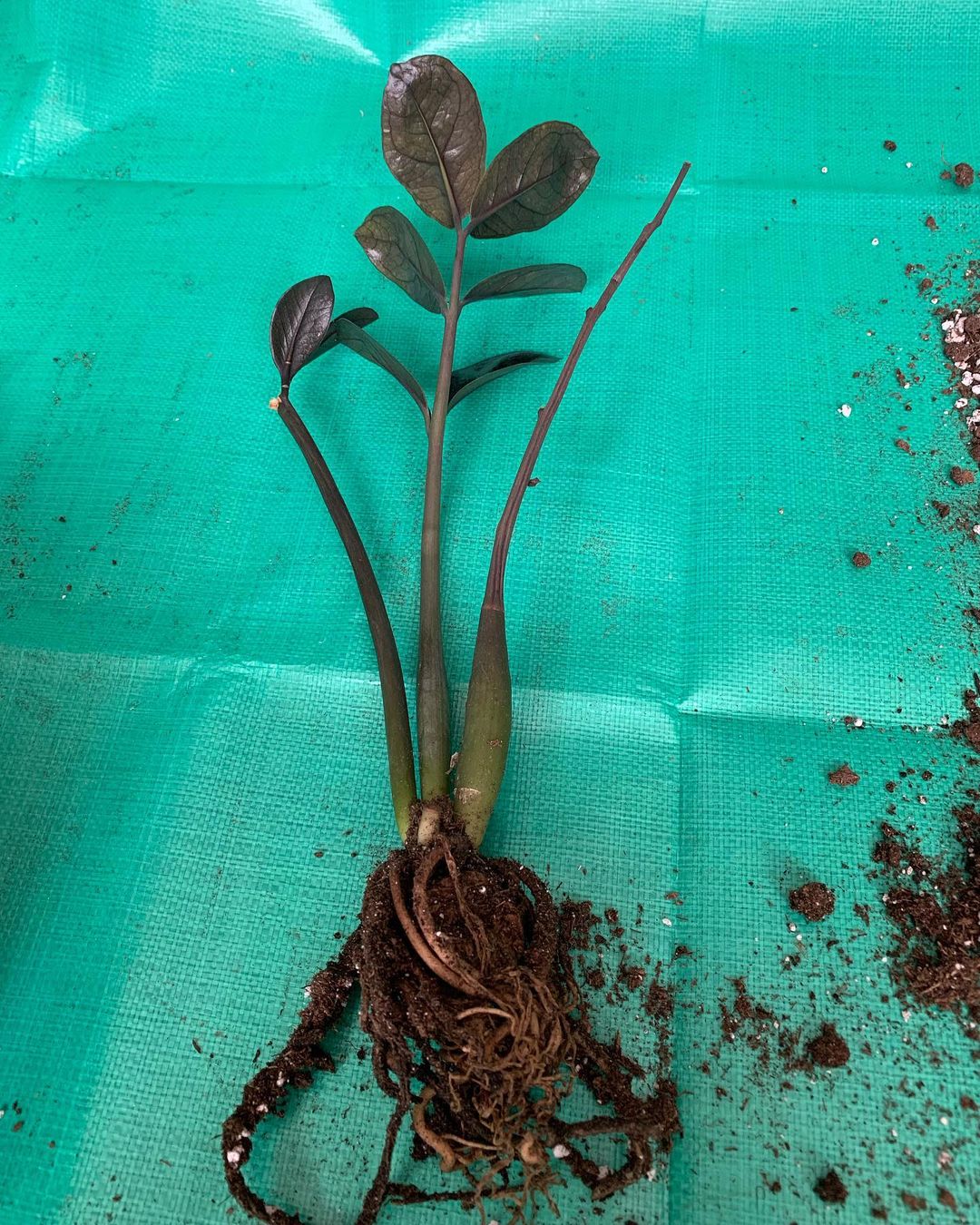 Raven ZZ Plant Care and Growing Tips! Plantcarefully