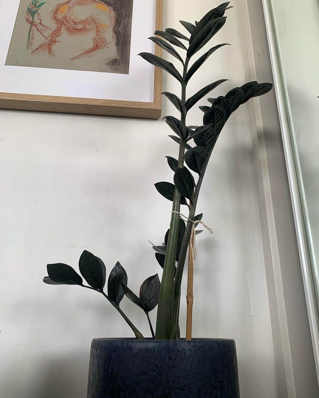 Raven ZZ Plant Care and Growing Tips! Plantcarefully