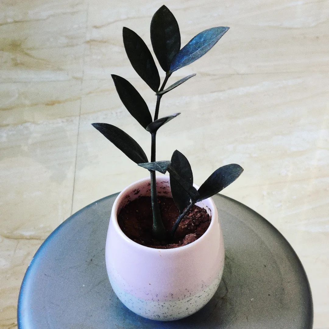 Raven ZZ Plant Care and Growing Tips! Plantcarefully