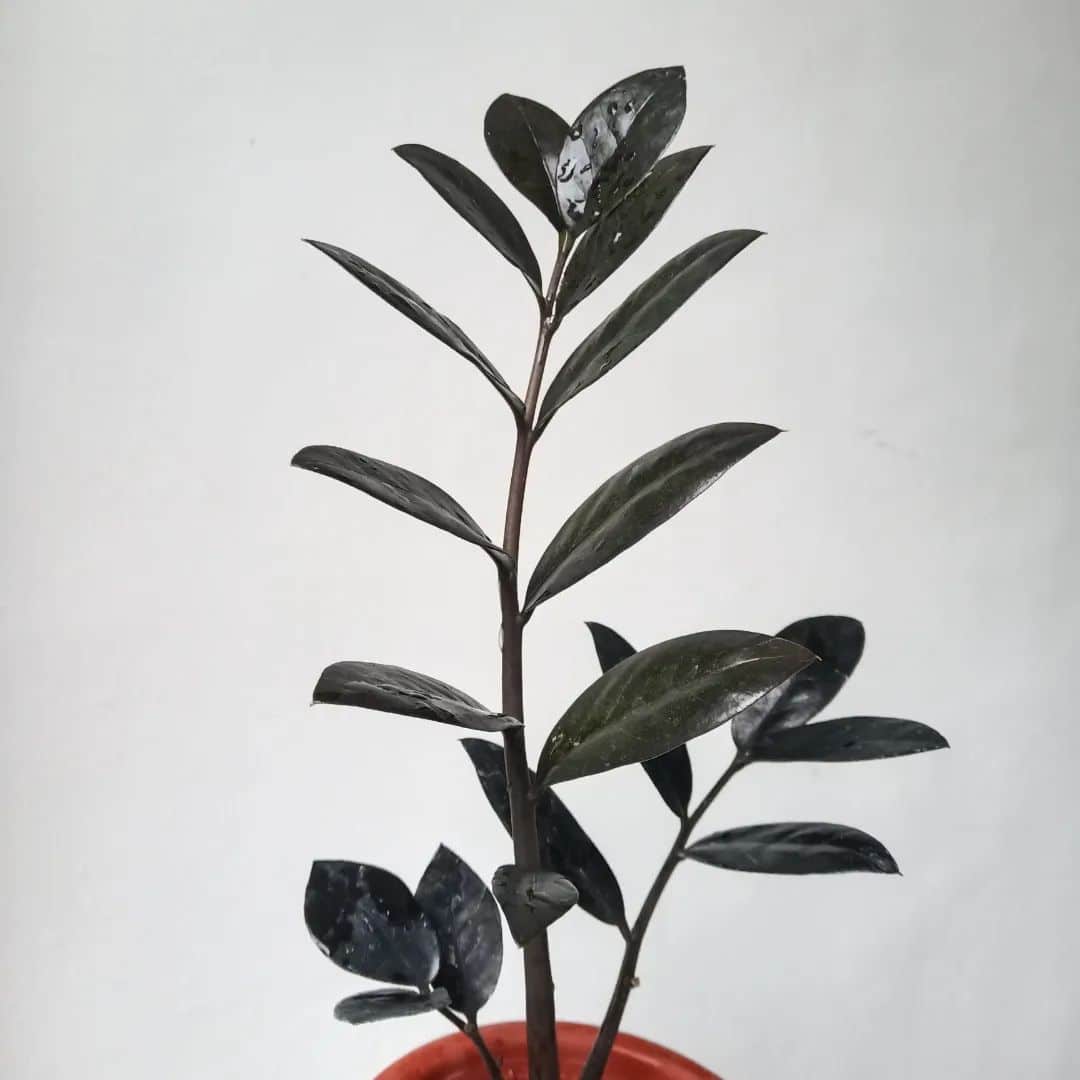 Raven ZZ Plant Care and Growing Tips! Plantcarefully