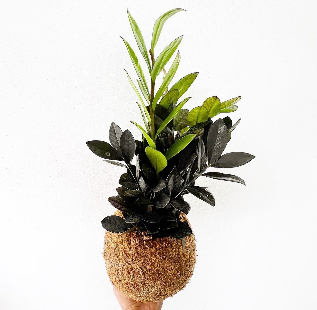 Raven ZZ Plant Care and Growing Tips! Plantcarefully