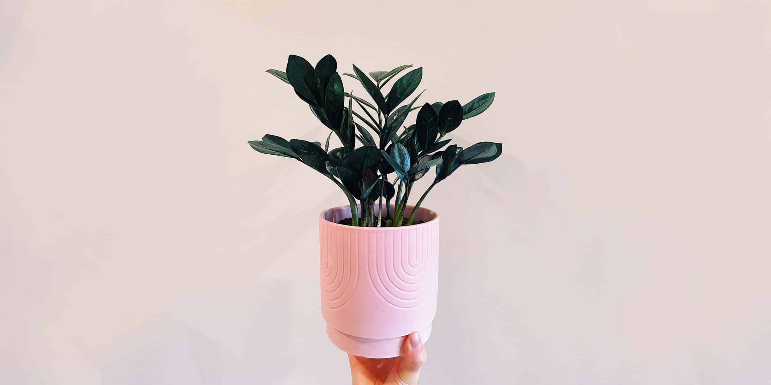 Raven ZZ Plant Care and Growing Tips! Plantcarefully