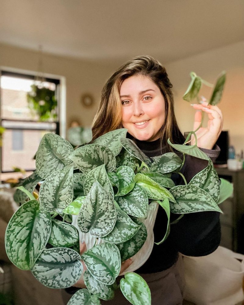 A thriving Satin Pothos