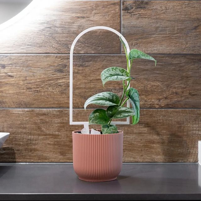 A Satin Pothos in a pot with a grow light.