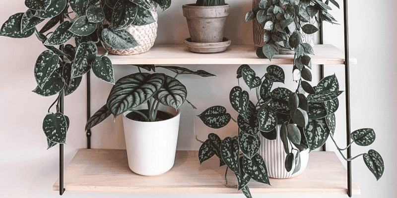 satin_pothos_featured-800x400