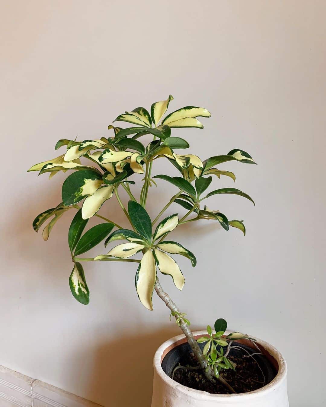 Dwarf Umbrella Tree Care and Growing Guide Plantcarefully