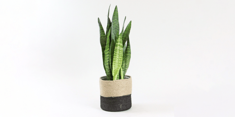 snake-plant-featured