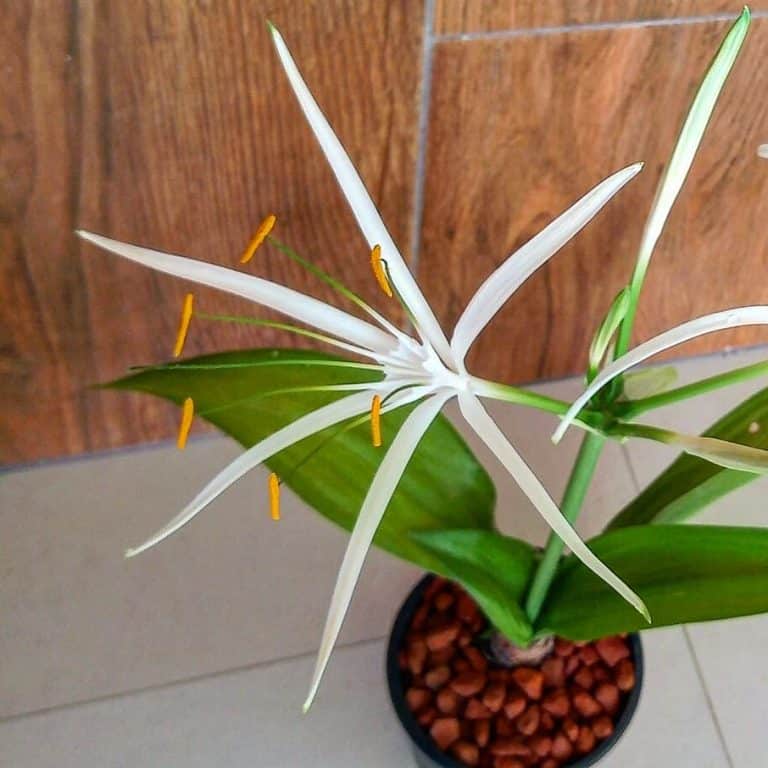 Spider Lily Care and Growing Guide Plantcarefully