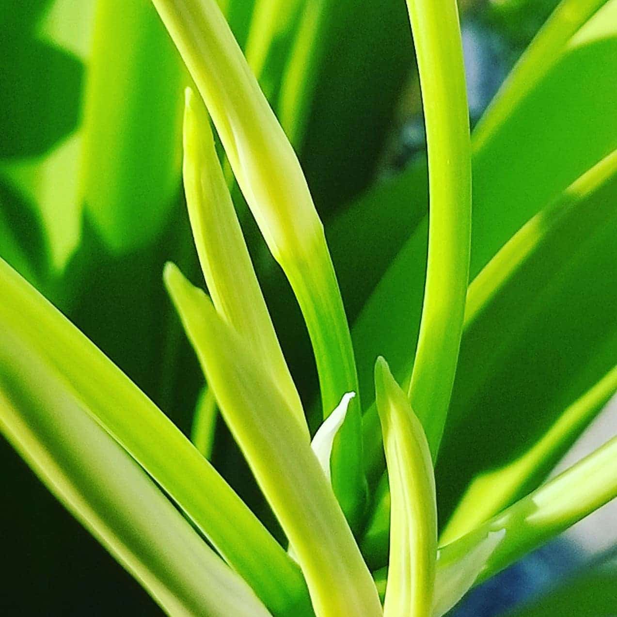 Spider Lily Care and Growing Guide Plantcarefully