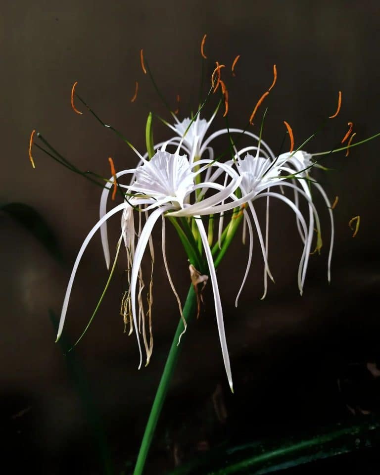 Spider Lily Care and Growing Guide Plantcarefully