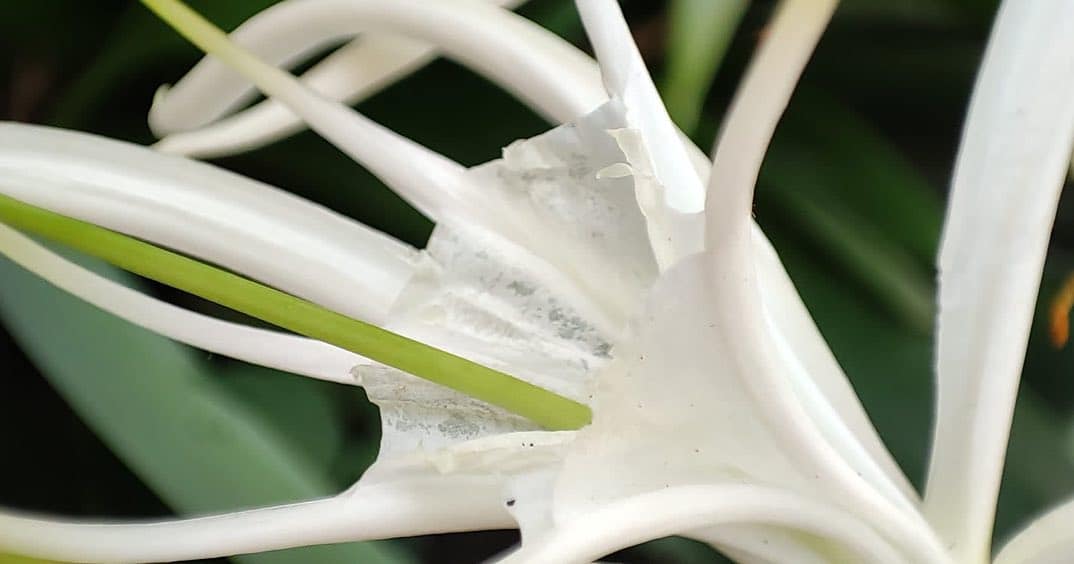 Spider Lily Care and Growing Guide Plantcarefully
