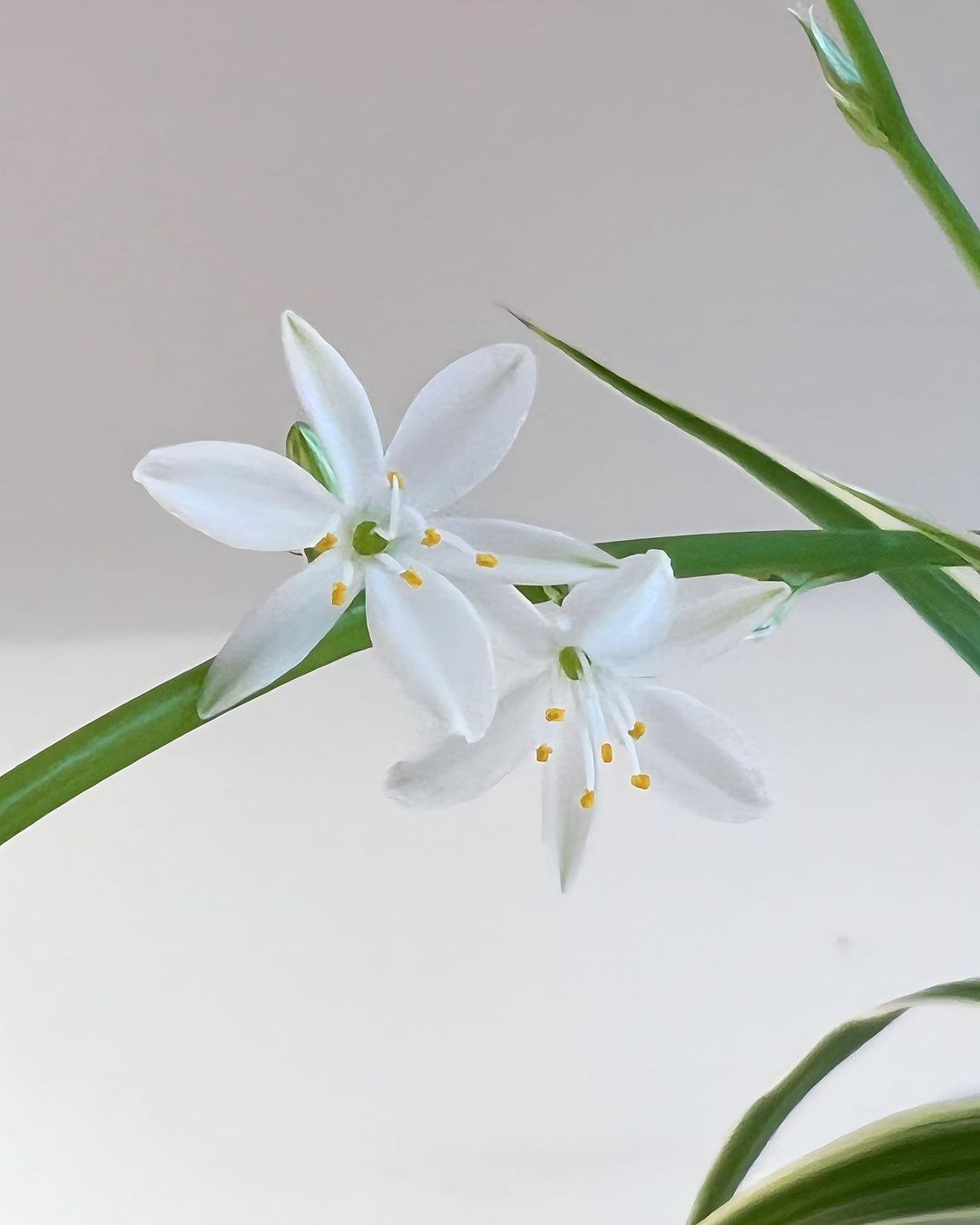 Spider Plants Care and 11+ Growing Tips Plantcarefully