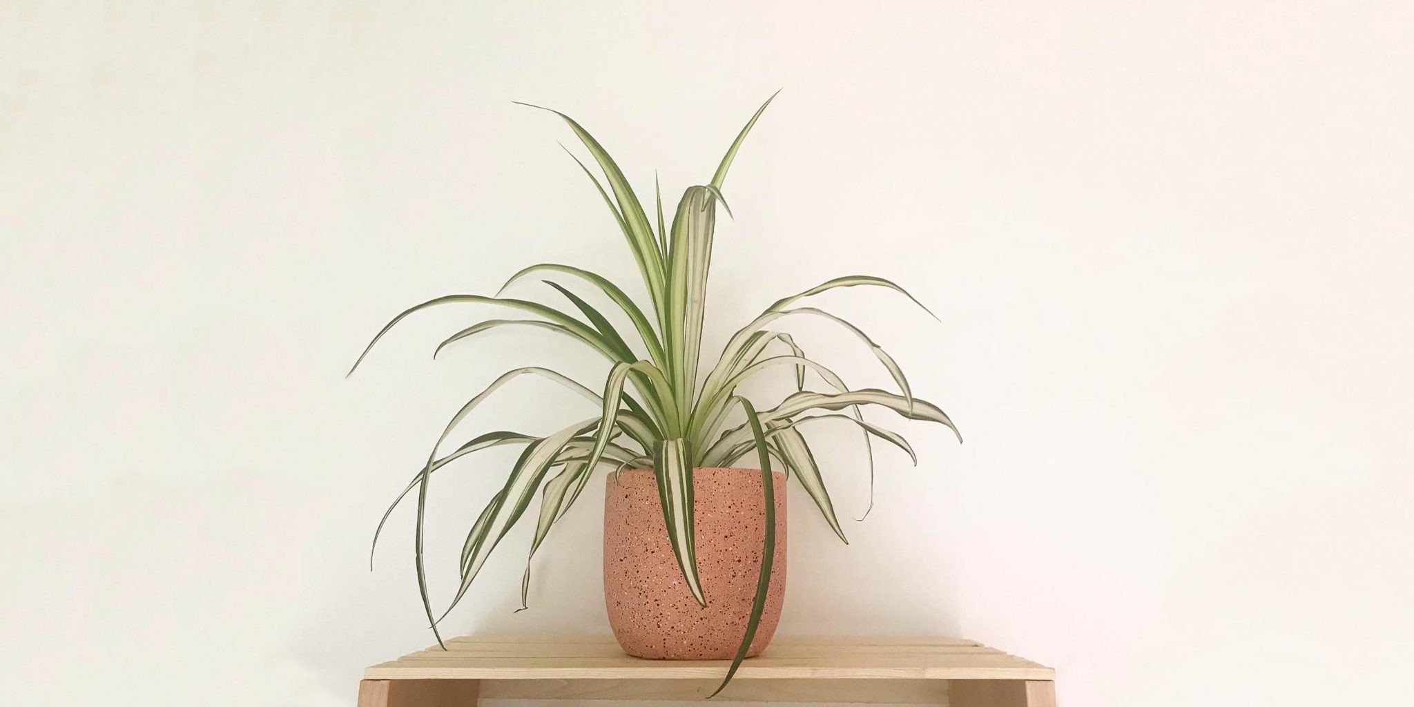 Spider Plants Care and 11+ Growing Tips Plantcarefully