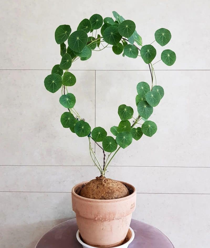 A Stephania Erecta plant forming a circle of leaves.