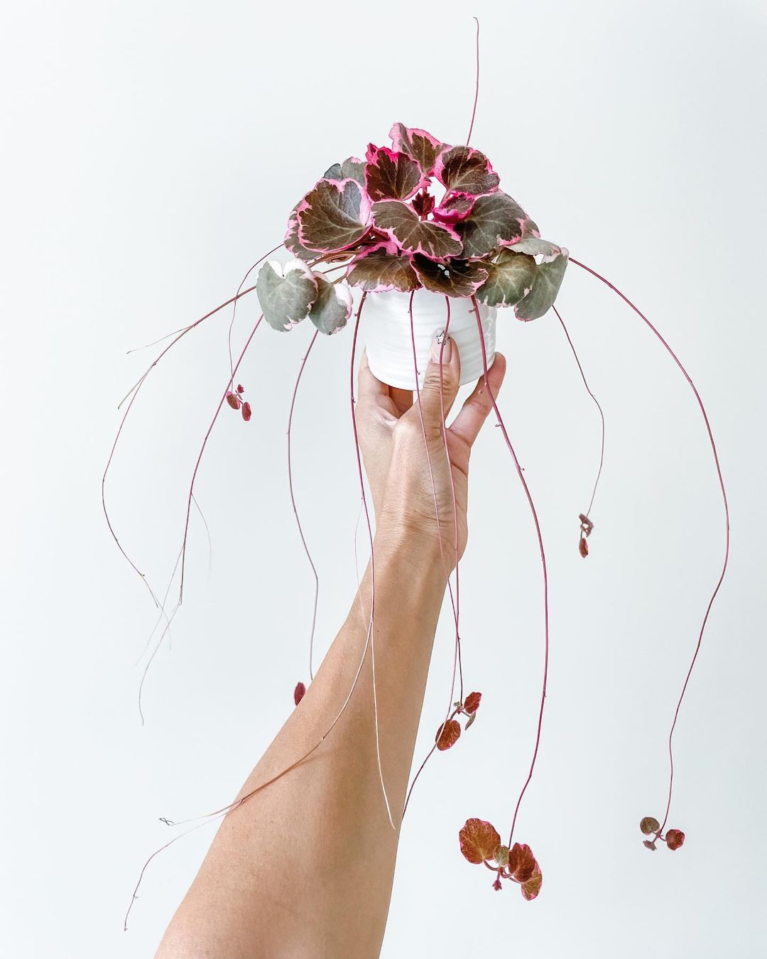 Strawberry Begonia Care and Growing Guide Plantcarefully