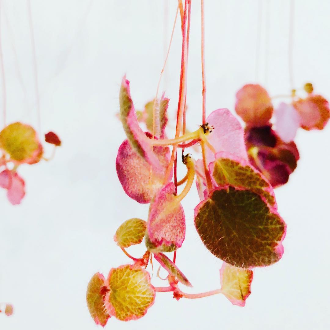 Strawberry Begonia Care and Growing Guide Plantcarefully