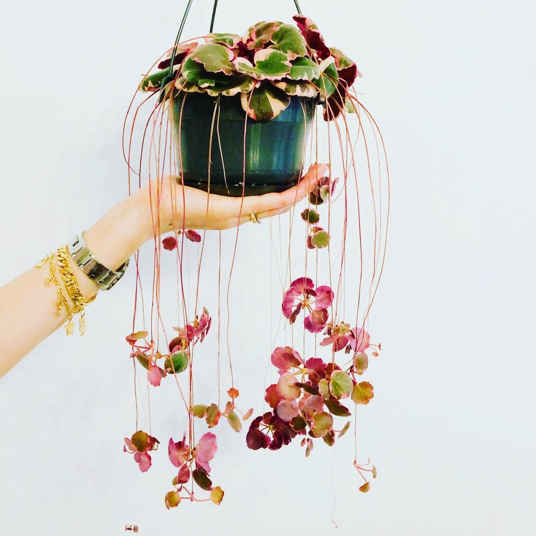 Strawberry Begonia Care and Growing Guide Plantcarefully