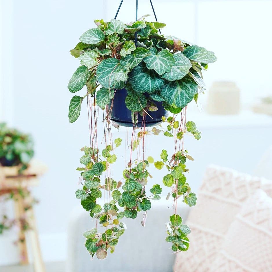 Strawberry Begonia Care and Growing Guide Plantcarefully