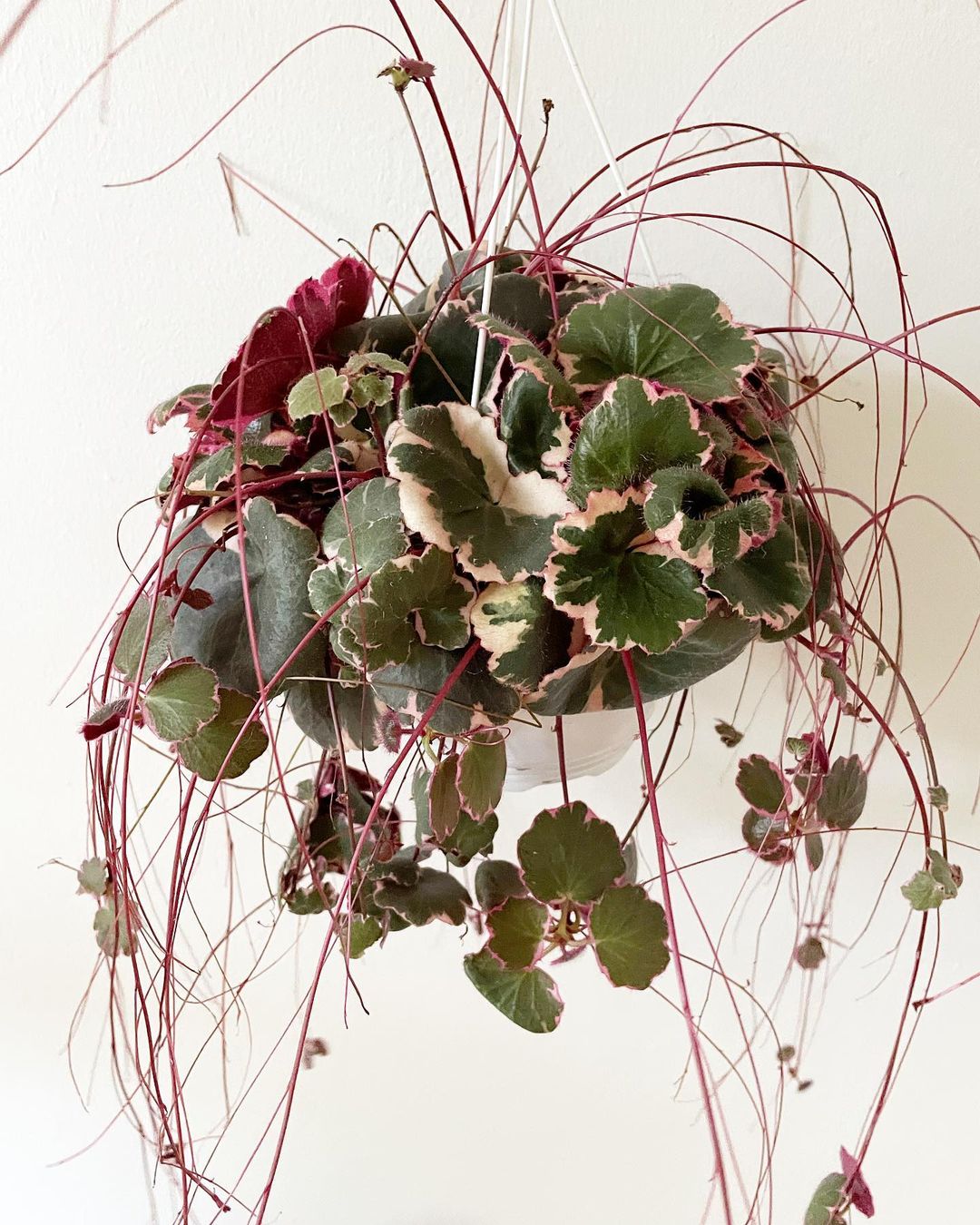 Strawberry Begonia Care and Growing Guide Plantcarefully