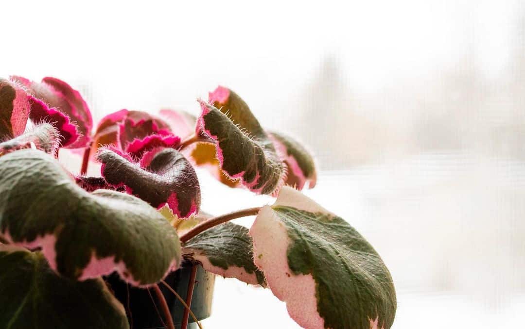 Strawberry Begonia Care and Growing Guide Plantcarefully